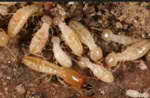 termite dynamic home inpections2