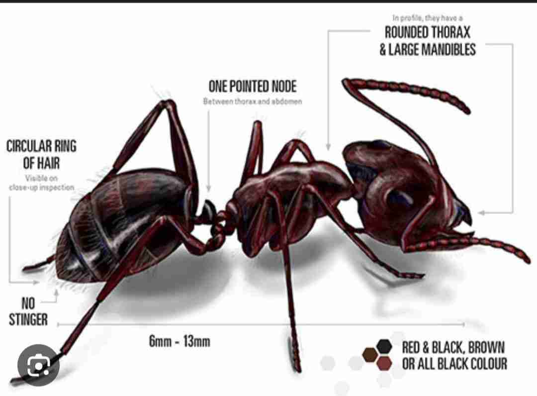 https://dynamichomeinspections.com/wp-content/uploads/2026/07/ants-dynamic-home-inpections.jpg